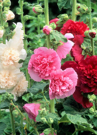 Double Hollyhock Seeds