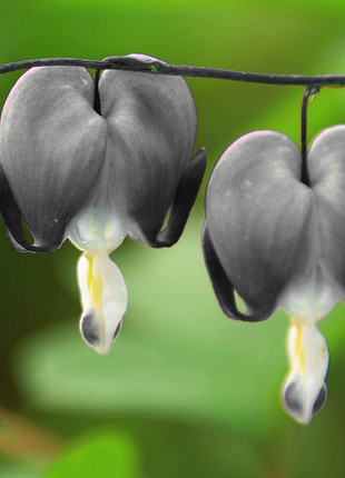Ocean Bleeding Heart Seeds ~ Dicentra Spectabilis ~ Gifts ~ Grow Your Own ~ Spring Flowers