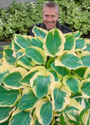 Orion's Belt Hosta