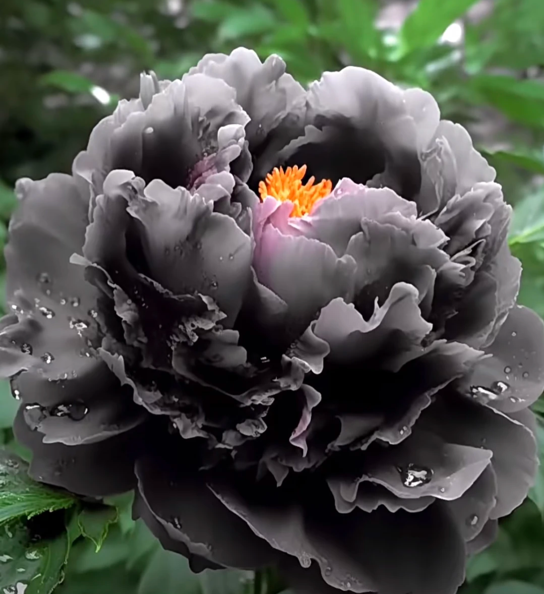 Rare Black Peony Seeds