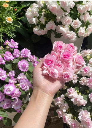 Double Impatiens Seeds - A Symphony of Petals in Nature's Garden