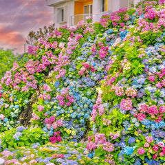 Collection image for: Hydrangea