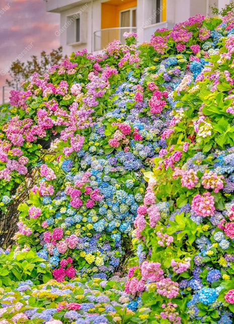 💐Endless Summer Hydrangea Falls