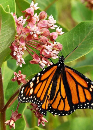 Monarch Butterfly Wildflower Seed Mix