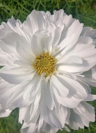 🌸Double Cosmos Seeds-Flower of Happiness