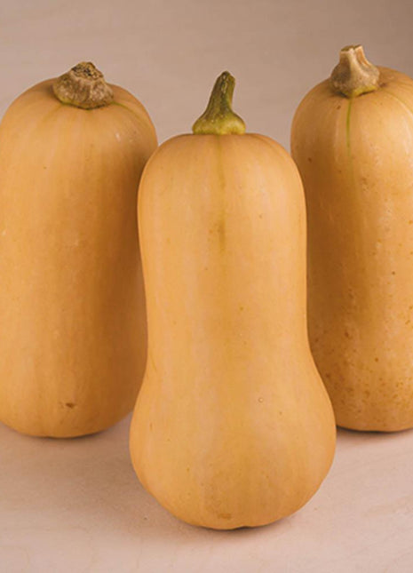 Squash Organic Seed