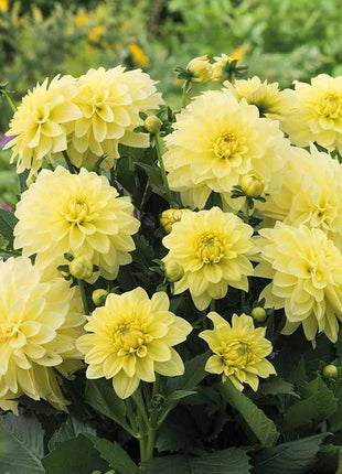 💐Colorful Dahlia Seeds-The Power of Life