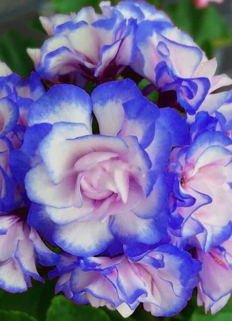 Rare 'Night Blue' Geranium Seeds Appleblossom Rosebud Pelargonium Perennial