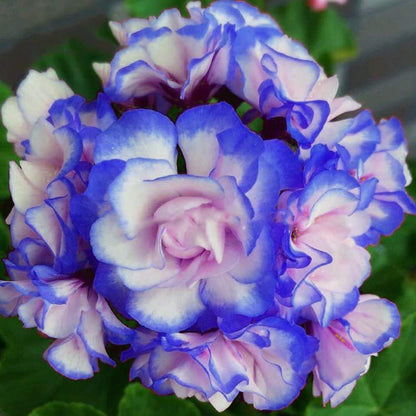 Rare 'Night Blue' Geranium Seeds Appleblossom Rosebud Pelargonium Perennial