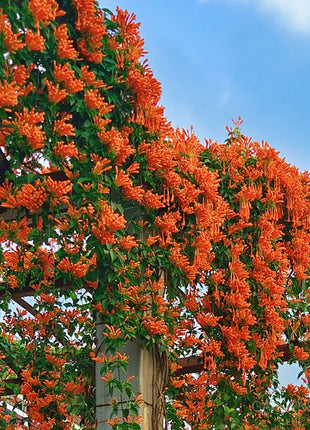 🏵️Pyrostegia Venusta Climing Flower Seeds