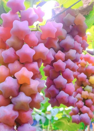 Winter Star Grape Seeds
