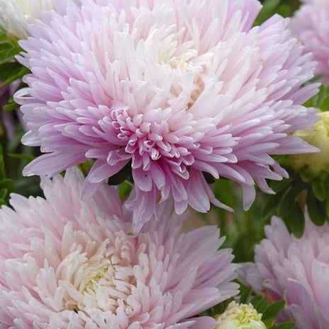 King Size Appleblossom