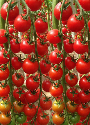 Waterfall Tomato Seeds