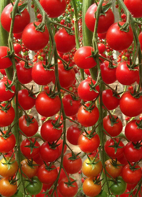 Waterfall Tomato Seeds