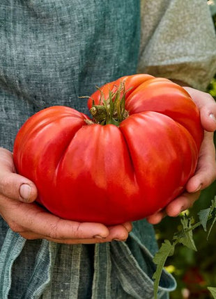 Beafsteak Tomato Seeds