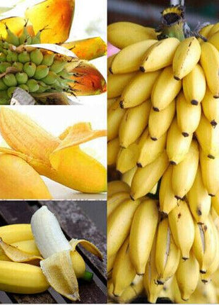 30pcs Dwarf Banana Seeds