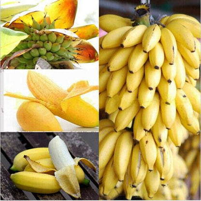 30pcs Dwarf Banana Seeds
