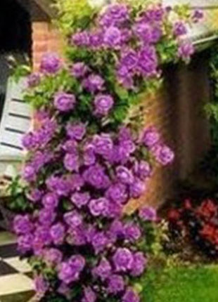 Purple  Climbing Rose Seeds