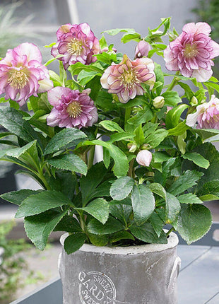 Honeymoon Hellebore, Christmas Rose