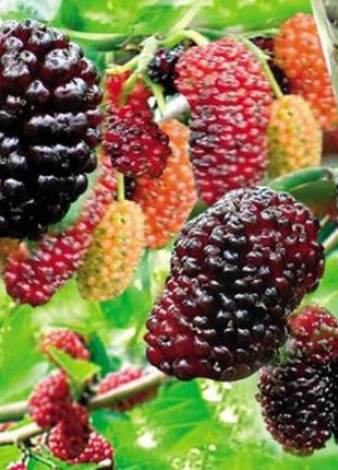 Egrow 50Pcs/Pack Jackfruit Strawberry Seeds Garden Plants Fruit Seeds