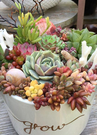 Succulent Plant Seeds