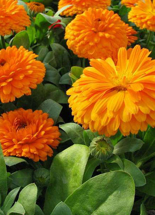 Calendula Bon Bon Orange - Flower Seeds