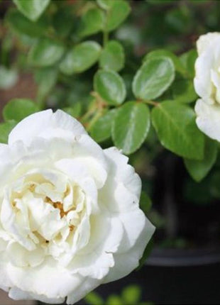 White Climbing Rose Seeds