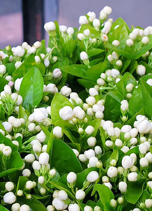 Double Jasmine Seeds