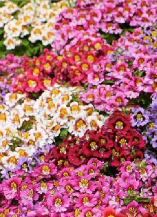 BUTTERFLY FLOWER - ANGEL WINGS MIX