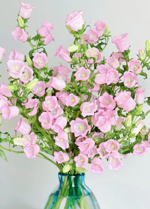 🔔Bellflower Seeds—Lucky Flower