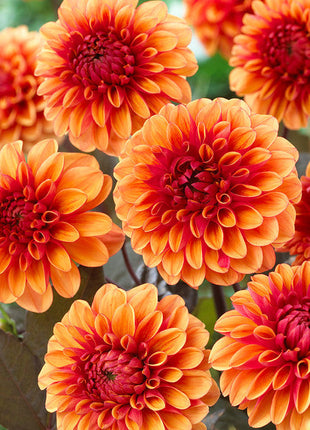 💐Colorful Dahlia Seeds-The Power of Life