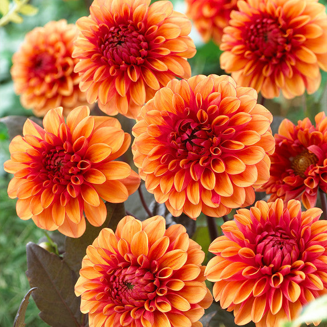 💐Colorful Dahlia Seeds-The Power of Life