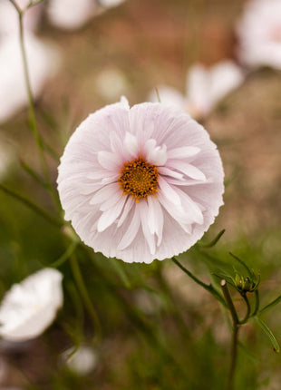 COSMOS CUPCAKE BLUSH FLOWER SEEDS