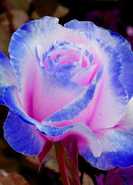 Rare Bag Blue Pink Rose Seeds Scented  Plants  Flowers