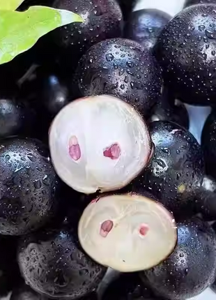 Jabuticaba-Plinia cauliflora-Tree Grape Seeds