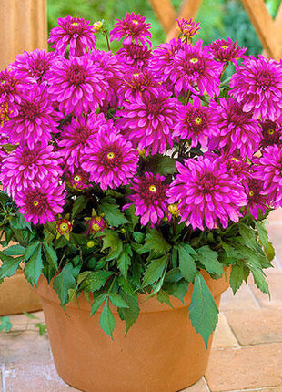 Gallery Art Nouveau Dahlia