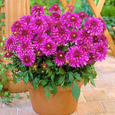 Gallery Art Nouveau Dahlia