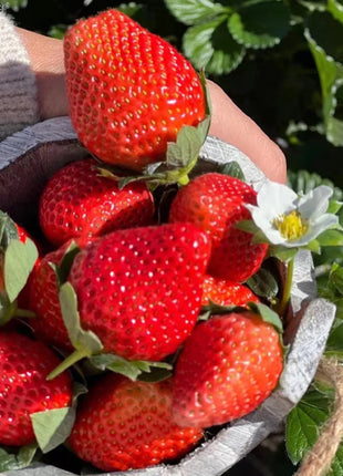 Sweet Dreamland Cream Strawberry Seeds