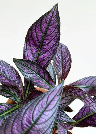 Persian Shield Hued Foliage Plant