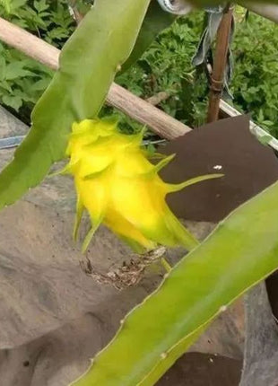 Multi-colored Dragon Fruit Seeds