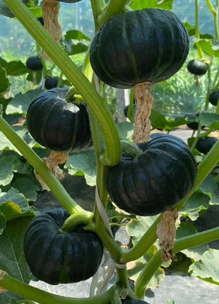 🎃Kabocha Pumpkin Seeds