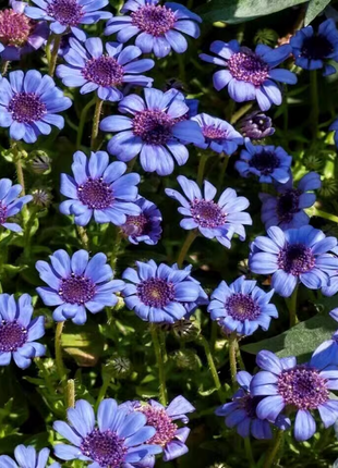 Blue Daisy Felicia Amelloides Chrysanthemum