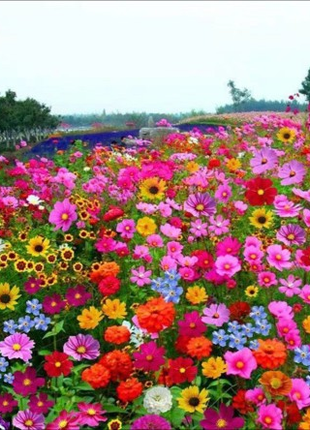 Mixed Perennial Flowers Seeds-Over 60 kinds mixed