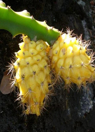 Egrow 50 Pcs/Pack Yellow Pitahaya Seeds Dragon Fruit Hylocereus Undatus Fruit Seeds