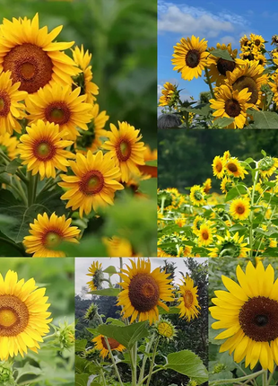 🌺Last Day Sale--60% Off💐 Sunflower Seeds🌻Sunshine