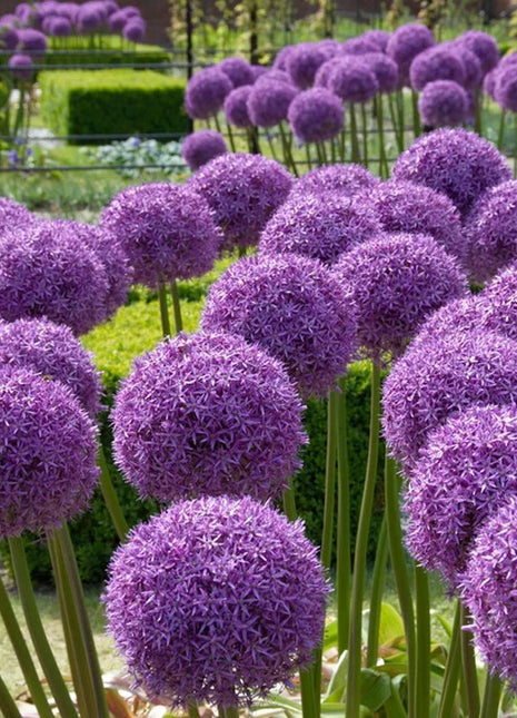 Giant Allium Giganteum Ornamental Onion Flower