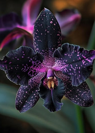 Dracula vampira Black Orchid