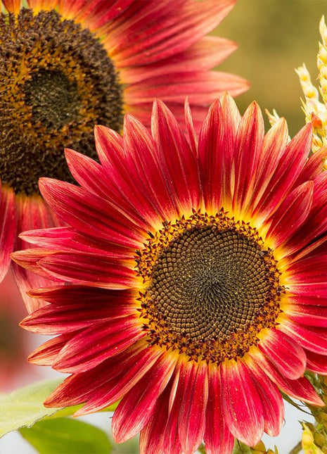 Organic Sunflower Seeds