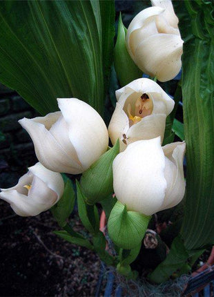 Egrow 100Pcs/Pack Angulo Seeds Asleep Angel Child Shaped Garden Seed Home Office Potted Plants