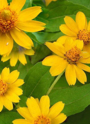 Melampodium paludosum Seeds, Original Package 20pcs Garden bonsai Flower seeds, high temperature resistance